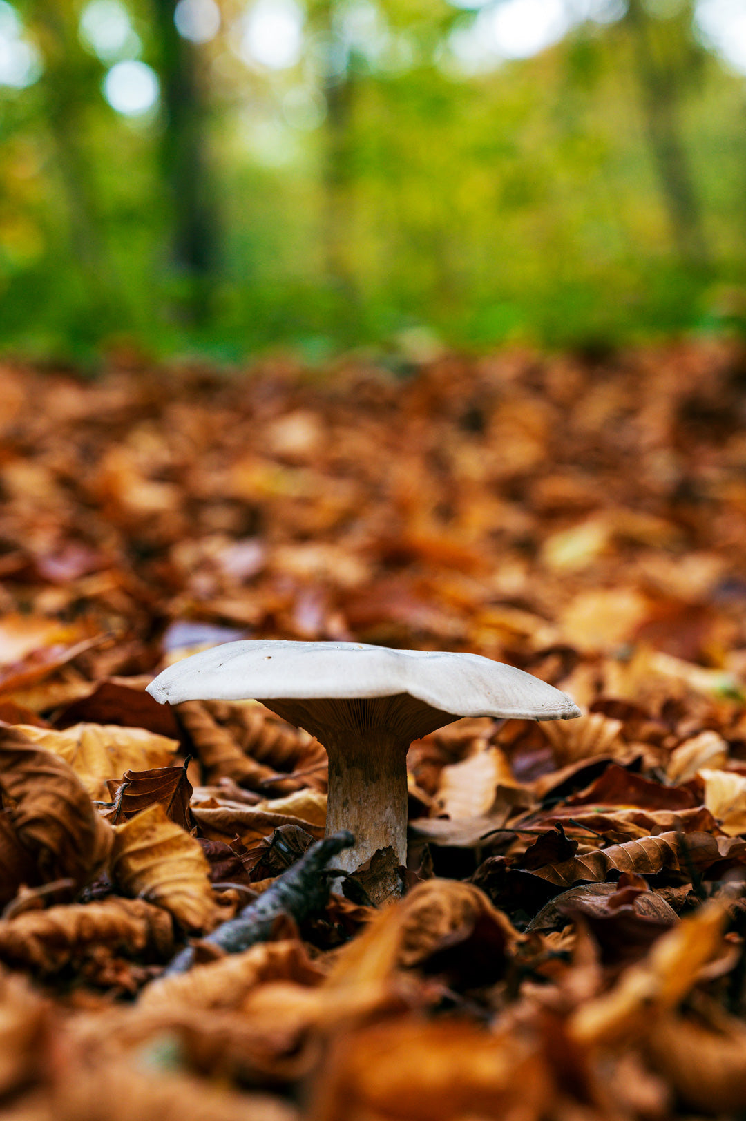 Pilz im Herbstgewand